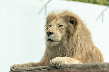 Male lion sitting on rock looking up in zoo © Dmitry