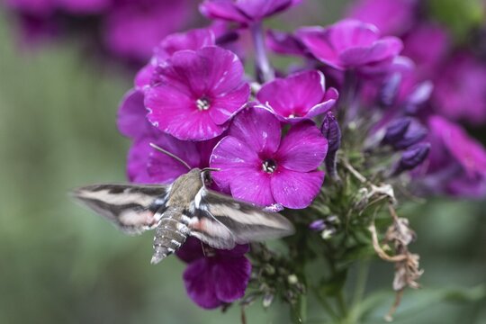 Star-tailed Swallowtail (Macroglossum stellatarum), Emsland, Lower Saxony, Germany