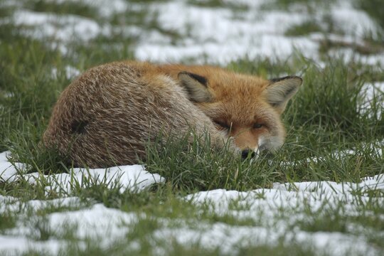 Red fox (Vulpes vulpes) dozing curled up between snow remains on the meadow, Allg&auml;u, Bavaria, Germany