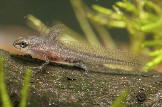 Threaded newt, Lissotriton helveticus, palmate newt, triturus helveticus, amphibians, amphibians, caudata, larva, amphibians, newts, tailed amphibians, water newts