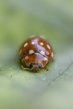Leaf flea ladybird, Calvia 14-guttata, Calvia quatuordecimguttata, cream spot ladybird, fourteen-drop ladybird, beetle, coleoptera, high size, portrait format, insects, beetles