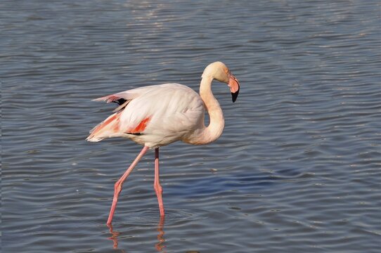 A solitary flamingo, the greater flamingo (Phoenicopterus roseus), stands in the water, displaying its pink plumage, Camargue, Provence, France