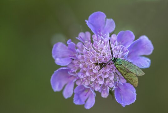 Adscita geryon, cistus forester, green ram, sunrose green ram, zygaenidae, burnet, butterfly, insects, moths, moths, moths, butterfly