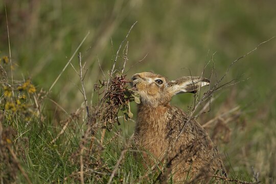 European brown hare (Lepus europaeus) adult feeding on a Sea beet plant, Suffolk, England, United Kingdom