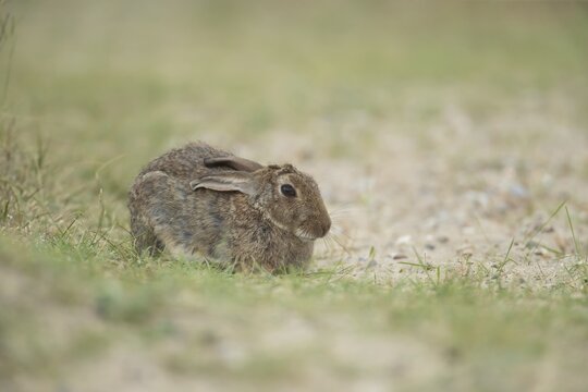 Rabbit (Oryctolagus cuniculus) adult animal resting on a sand dune, Suffolk, England, United Kingdom