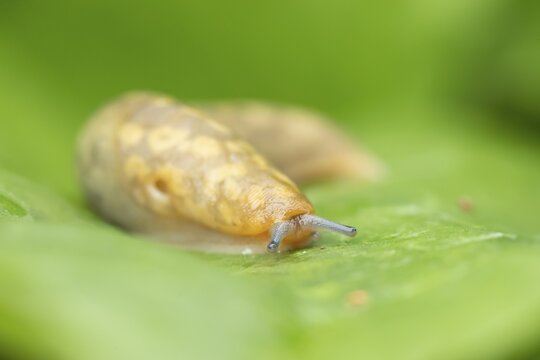 Leopard slug (Limax maximus) adult gastropod molluscs on a garden vegetable plant leaf in summer, England, United Kingdom
