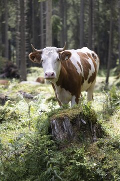 Cow (bovidae), Rauris, Pinzgau, Salzburg, Austria