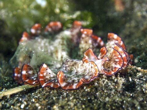 Close-up of a flatworm with red fringed frills, red-brown whirlpool worm (Pseudoceros) on the seabed, dive site Secret Bay, Gilimanuk, Bali, Indonesia