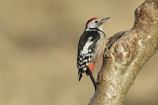 Middle spotted woodpecker (Dendrocopos medius) sitting at a water pot in a tree trunk, Animals, Birds, Woodpeckers, Wilnsdorf, North Rhine-Westphalia, Germany