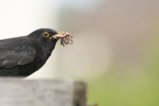A blackbird (Turdus merula) is holding worms in its beak and can be seen at close quarters, Hesse, Germany