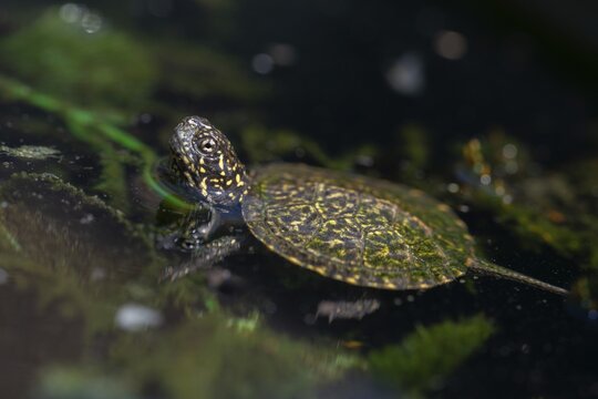 European pond tortoise, European pond turtle, young animal, juvenile, reptilia, reptilia, reptiles, turtle, swamp turtle, turtles