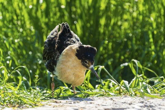 A bird with unusual plumage looks curiously out of a grassy field, Ruff (Calidris pugnax, Syn.: Philomachus pugnax), France