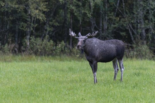 Male moose (Alces alces) in a meadow, Lauvsnes, Nordtronderlag, Norway