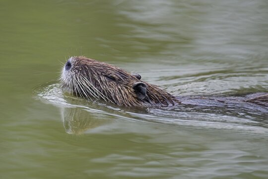 Nutria (Myocastor coypus), swimming in the water, Camargue, southern France, France