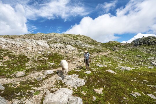 Sheep and hiker on the hiking trail, Klafferkessel, Schladminger H&ouml;henweg, Schladminger Tauern, Schladming, Styria, Austria