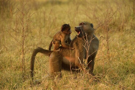 Chacma baboon (Papio ursinus), mother with young, sitting on her back, Chobe National Park, Botswana
