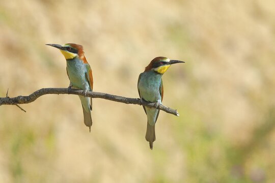 Pair of bee-eaters (Merops apiaster), sitting on a branch and looking in opposite directions, Rhineland-Palatinate, Germany