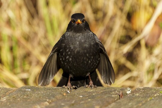 Frontal view of a blackbird with yellow beak on a wooden floor, Blackbird (Turdus merula), wildlife, Germany