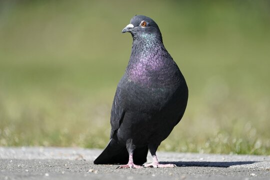 City dove (Columba livia forma domestica) mating, Mannheim, Baden-W&uuml;rttemberg, Germany