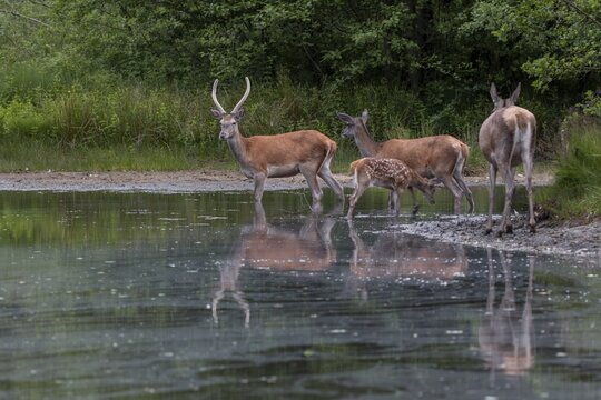 An interesting constellation, a red deer (Cervus elaphus) with this year's calf, last year's daughter, i.e. a small animal, and a sparrowhawk that has presumably joined the three, family, animal child, June, Germany