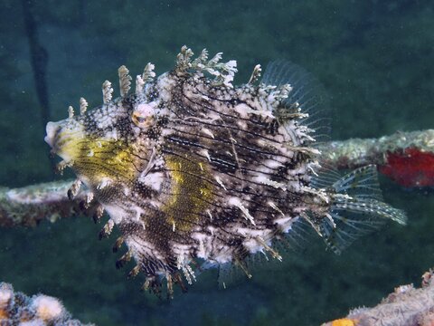 A bizarre ornamental filefish (Chaetodermis penicilligerus) swims alongside an algae-covered structure at the Secret Bay dive site, Gilimanuk, Bali, Indonesia