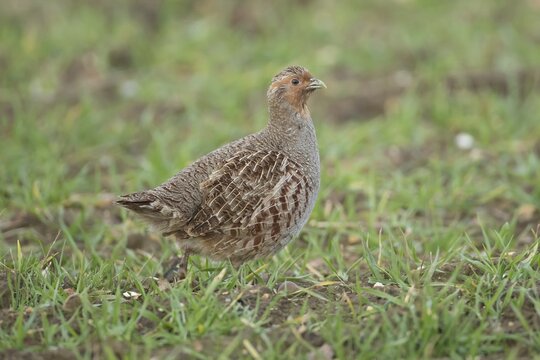 Grey or English or Hungarian partridge (Perdix perdix) adult game bird in a farmland field, Suffolk, England, United Kingdom