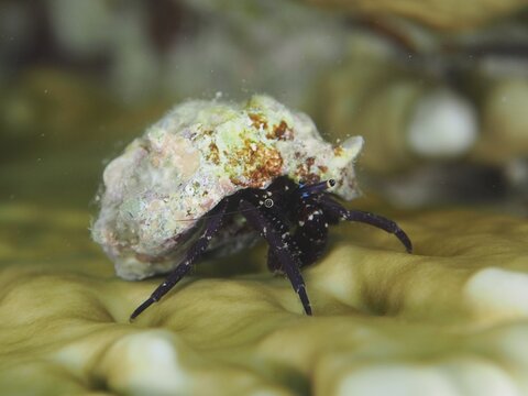 Black hermit crab (Dardanus) with colourful shell on a net fire coral, dive site House Reef, Mangrove Bay, El Quesir, Red Sea, Egypt