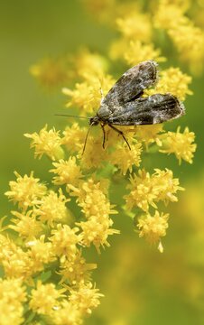 Anthophila Fabriciana, brown spreader wing butterfly, stinging nettle butterfly, common nettle tap, round-fronted moth, spreadwing nettle moth, butterfly, high size, portrait, insects, butterflies, butterflies, butterflies