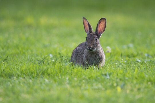 European rabbit (Oryctolagus cuniculus) in a meadow, attentive, pointed ears, Lower Saxony, Germany