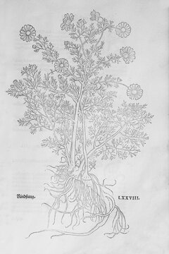 False chamomile or Scentless mayweed (Tripleurospermum perforatum), woodcut by Leonhart Fuchs, from New Kre&uuml;terbuch, neues Kr&auml;uterbuch, Michael Isingrin, Basel, Switzerland, 1543