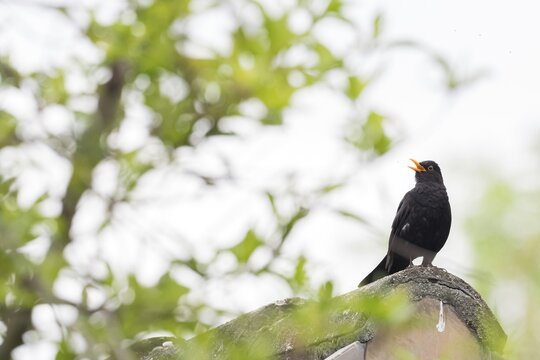 A blackbird (Turdus merula) singing on a moss-covered roof in front of a blurred tree backdrop, Hesse, Germany