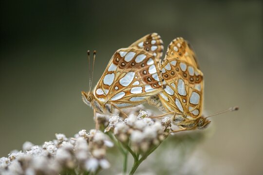 Argynnis Lathonia, Issoria Lathonia, Little Pearl Butterfly, Queen of Spain Fritillary, Butterfly, Insects, Copula, Mating, Butterfly, Butterflies
