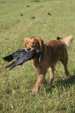 Hunting dog retriever retrieves shot crow (Corvus corone) between decoy crows, Allg&auml;u, Bavaria, Germany
