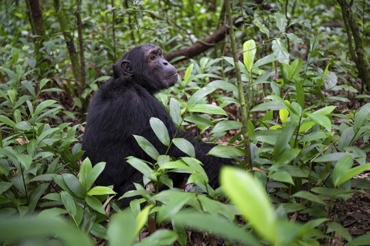 Chimpanzee (Pan Troglodytes), male on the ground, jungle in Kibale National Park, Uganda