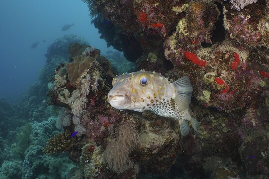 Spotbase burrfish (Cyclichthys spilostylus) . Dive site House Reef, Mangrove Bay, El Quesir, Red Sea, Egypt