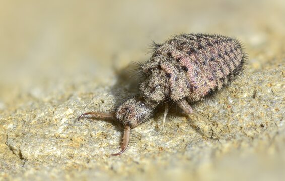 Ant maids, ant lion, Euroleon nostras, spotted winged ant maid, Myrmeleontidae, Neuroptera, Suffolk antlion, insects, larva, larva, reticulated