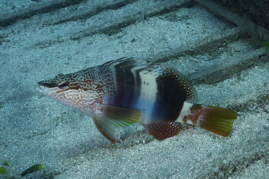 A colourful scribe wrasse (Serranus scriba) displays its unusual markings underwater, at the &lsquo;Meteor Wreck' dive site, a Russian hydrofoil, Arguinegu&iacute;n, Gran Canaria, Spain, Europe, Atlantic Ocean