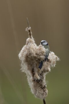 Blue tit (Cyanistes Caeruleus) adult garden bird on a Bullrush seed head in spring, RSPB Minsmere nature reserve, Suffolk, England, United Kingdom