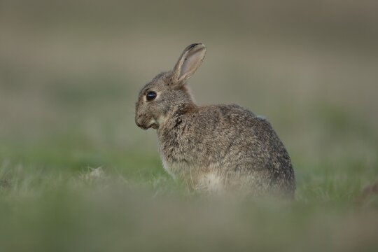 Rabbit (Oryctolagus cuniculus) adult bunny animal in grassland in summer, Suffolk, England, United Kingdom