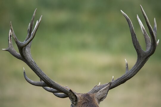 Strong antlers of a red deer ( Cervus elaphus) Klamptenborg, Copenhagen, Denmark