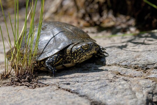 Emys Orbicularis, European Pond Terrapin, European Pond Tortoise, European Pond Turtle, European Pond Turtle, Critters, FFH, Greece, reptilia, reptiles, turtles, swamp turtle, tortoise, tortoise, turtles