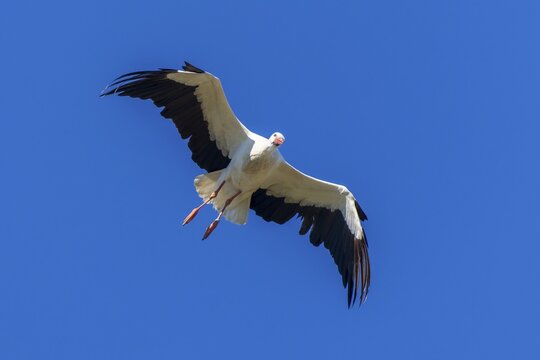 A stork glides gracefully with outstretched wings in the sky, white stork (Ciconia ciconia), wildlife, Germany