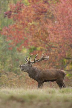 Red deer (Cervus elaphus) adult male stag roaring during the rutting season, Surrey, England, United Kingdom