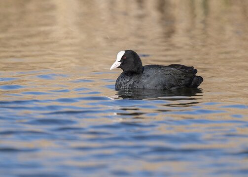 Common coot (Fulica atra), swimming on a pond, Thuringia, Germany