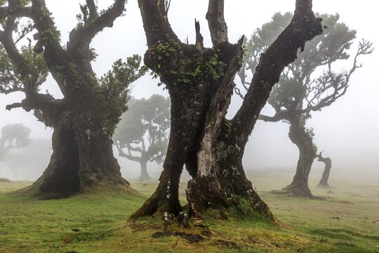 Old laurel trees in the mist, stinkwood (Ocotea foetens), old laurel forest (Laurisilva), UNESCO World Heritage Site, Fanal, Madeira, Portugal