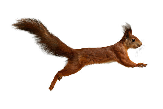 Squirrel, jumping, isolated on transparent background with bushy tail and focused expression in dynamic horizontal pose. with Clipping path