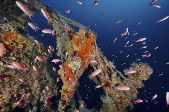 A school of pink fish, the Mediterranean anthias (Anthias anthias), swimming around overgrown wreck structures, Le Grec wreck dive site, Giens Peninsula, Provence-Alpes-C&ocirc;te d'Azur, France