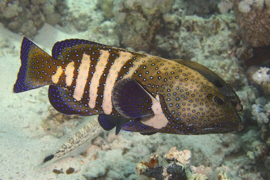 Spotted fish with blue and yellow patterns, peacock grouper (Cephalopholis argus), in a coral reef. Dive site House Reef, Mangrove Bay, El Quesir, Red Sea, Egypt