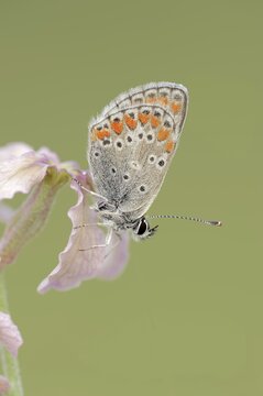 Brown argus (Aricia agestis) on the common levcoje (Matthiola fruticulosa), Provence, southern France