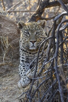 African leopard (Panthera pardus pardus), male, Okonjima Nature Reserve, near Otjiwarongo, Otjozondjupa Region, Namibia